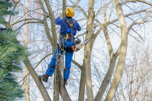 Best Tree Cabling and Bracing  in Alpine, CA