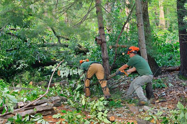 Best Tree Trimming and Pruning  in Alpine, CA