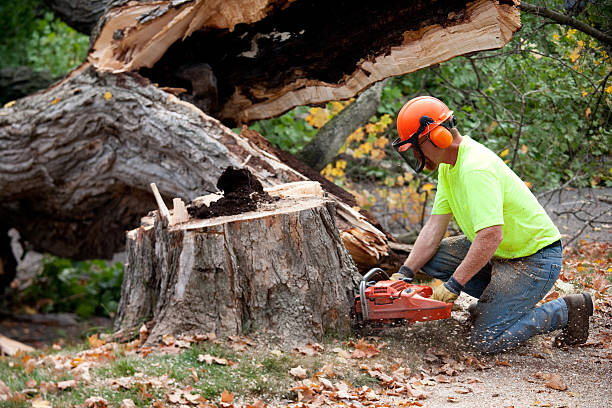 Professional Tree Care Services in Alpine, CA